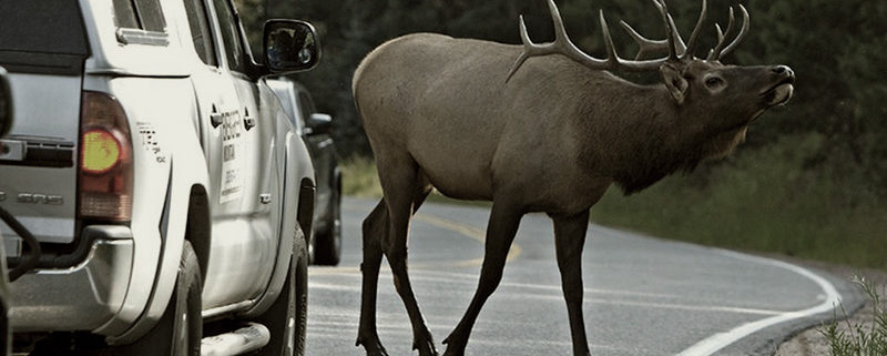 Los peligros de los animales en la carretera